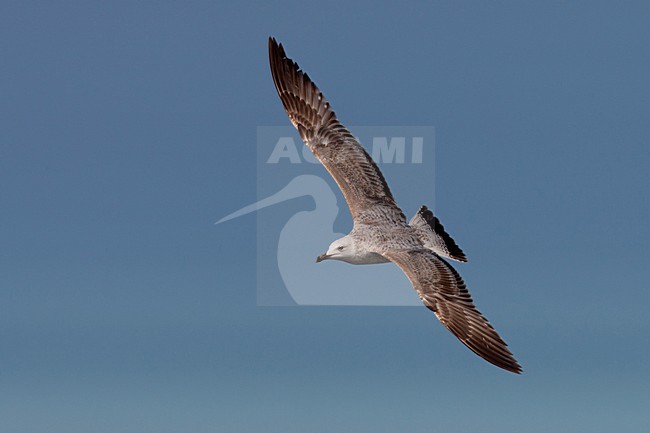 Eerste winter Pontische Meeuw in de vlucht; First winter Caspian Gull in flight stock-image by Agami/Arnold Meijer,