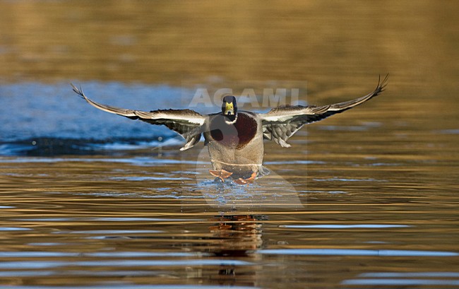 Mannetje Wilde Eend in de vlucht; Male Mallard in flight stock-image by Agami/Marc Guyt,