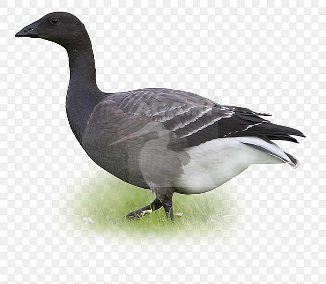  stock-image by Agami/Ralph Martin,