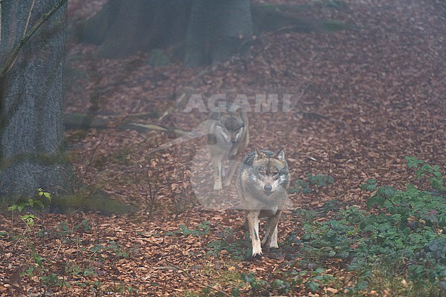 Two gray wolves, Canis lupus, walking in the mist. Bayerischer Wald National Park has a 200ha area with huge wildlife enclosures with some shy animals like wolf and lynx difficult to find in the wild. stock-image by Agami/Sergio Pitamitz,