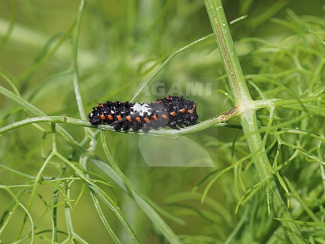 Caterpillar of Swallowtail (Papilio machaon)  stock-image by Agami/Aurélien Audevard,