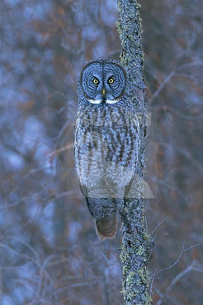 Great Grey Owl (Strix nebulosa) Perched on a branch in Minnesota stock-image by Agami/Dubi Shapiro,
