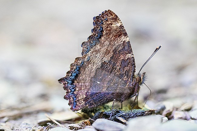 Large Tortoiseshell, Grote vos, Nymphalis polychloros stock-image by Agami/Wil Leurs,