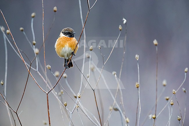 Wintering male European Stonechat (Saxicola rubicola) in frozen conditions stock-image by Agami/Daniele Occhiato,