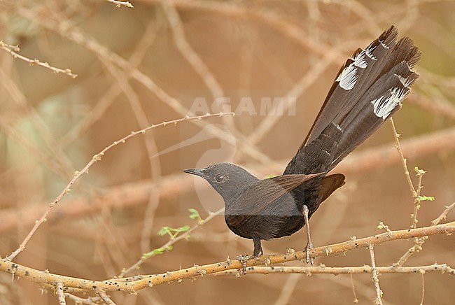 Black Scrub Robin (Cercotrichas podobe) in Saudi Arabia. stock-image by Agami/Eduard Sangster,