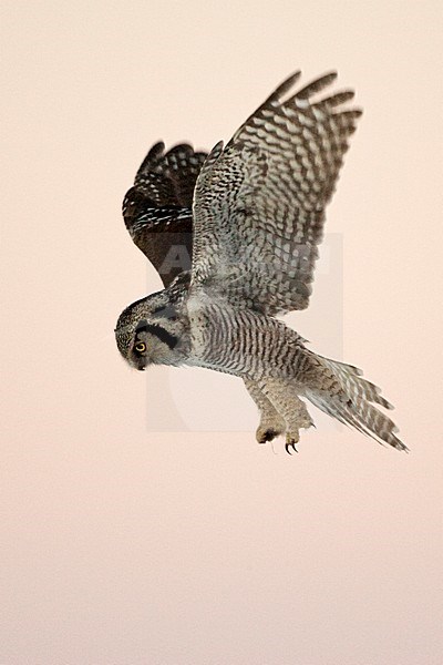 Jagende Sperweruil, Northern Hawk Owl hunting stock-image by Agami/Jari Peltomäki,