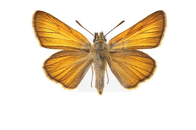 Small skipper; Geelsprietdikkopje; Thymelicus sylvestris stock-image by Agami/Wil Leurs,