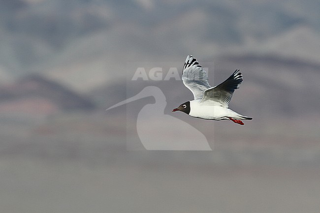 Relict Gull (Ichthyaetus relictus) adult in flight stock-image by Agami/James Eaton,