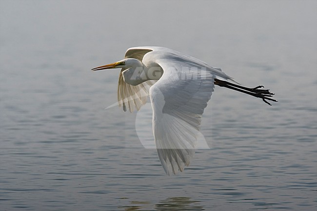 Grote Zilverreiger in de vlucht; Great Egret in flight stock-image by Agami/Daniele Occhiato,
