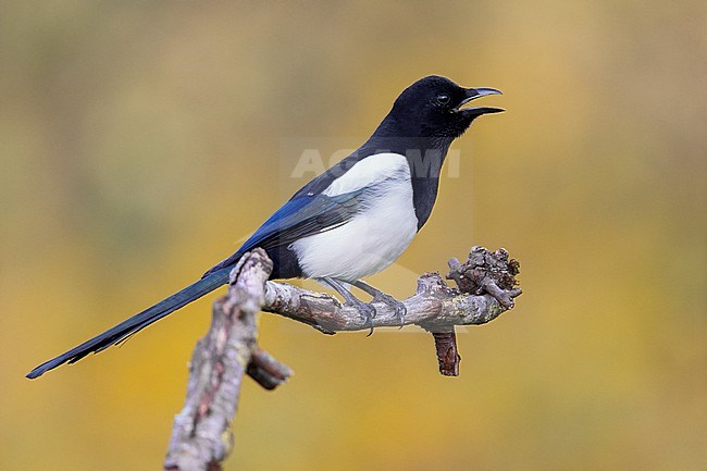 Eurasian Magpie (Pica pica), side view of an adult perched on a branch, Campania, Italy stock-image by Agami/Saverio Gatto,