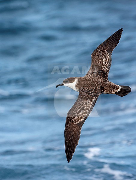 Great Shearwater (Ardenna gravis) south of Tristan da Cunha in South Atlantic ocean. Formaly Puffinus gravis. Showing upper wing pattern. stock-image by Agami/Marc Guyt,