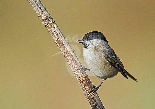Marsh Tit, Poecile palustris palustris stock-image by Agami/Alain Ghignone,