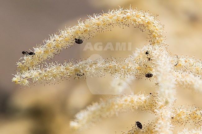 Goatsbeard stock-image by Agami/Wil Leurs,