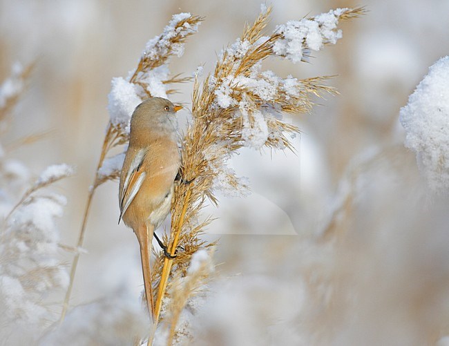 Vrouwtje Baardman in riet; Female Bearded Reedling in reedbed stock-image by Agami/Markus Varesvuo,