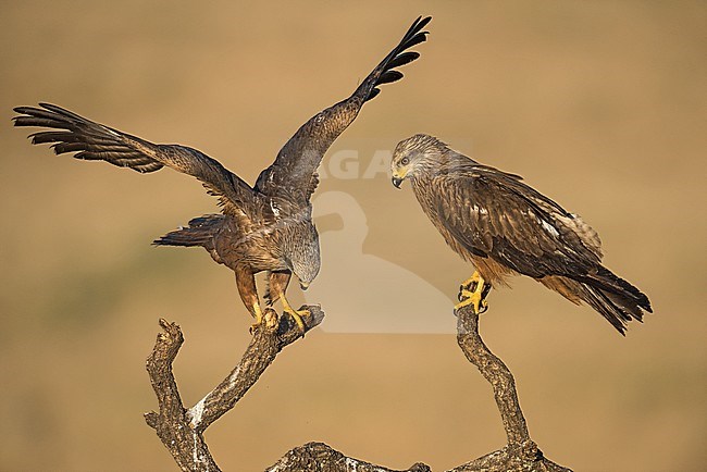 Black Kite (Milvus migrans) in Spain stock-image by Agami/Alain Ghignone,