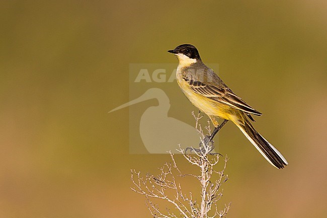 Black-headed Wagtail - Maskenstelze - Motacilla feldegg, Cyprus, adult female stock-image by Agami/Ralph Martin,