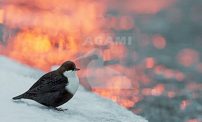 Wintering White-throated Dipper (Cinclus cinclus), on a cold morning, in northern Finland. Standing on ice along a small river with sunlight reflecting on the water. stock-image by Agami/Markus Varesvuo,