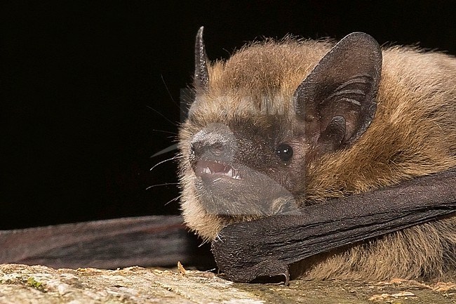 Soprano's pipistrelle is sitting on a tree stock-image by Agami/Theo Douma,