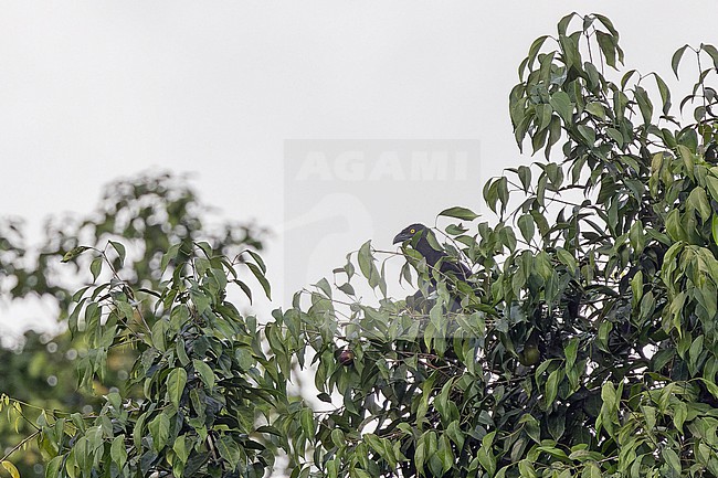 Biak Coucal (Centropus chalybeus) in West Papua, Indonesia. Hidden in tree top. stock-image by Agami/Pete Morris,