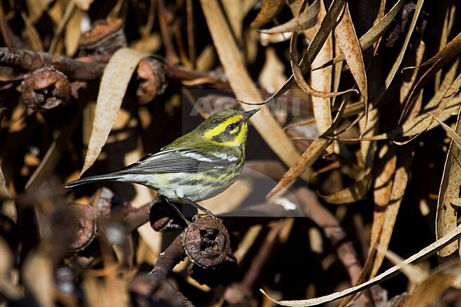 Vrouwtje Townsends Zanger; Female Townsend\'s Warbler stock-image by Agami/Martijn Verdoes,