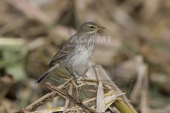 Water Pipit perched; Waterpieper zittend stock-image by Agami/Daniele Occhiato,