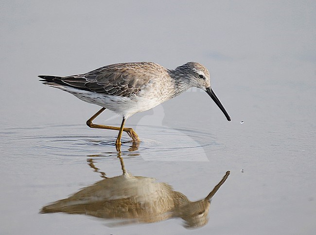 Non-breeding adult Stilt Sandpiper (Calidris himantopus) wading in shallow water. Side view of bird and reflection in still water. During autumn migration in Puerto Rico. stock-image by Agami/Kari Eischer,