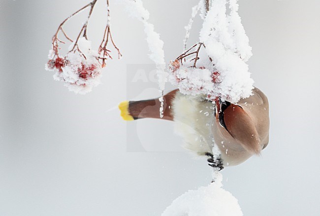 Volwassen Pestvogel foeragerend op bessen in de winter; Adult Bohemian Waxwing foraging on berries in winter stock-image by Agami/Markus Varesvuo,