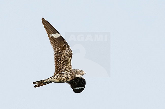 Adult male
Deschutes Co., OR
August 2015 stock-image by Agami/Brian E Small,