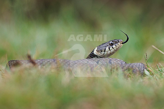 Grass Snake (Natrix helvetica ) taken the 09/08/2022 at Arles - France. stock-image by Agami/Nicolas Bastide,