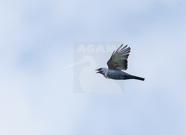 Boyer's Cuckooshrike (Coracina boyeri) in West Papua, Indonesia. stock-image by Agami/Pete Morris,