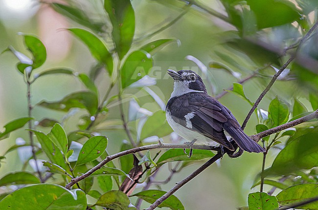 Black-sided Robin (Poecilodryas hypoleuca) in Papua New Guinea. stock-image by Agami/Pete Morris,