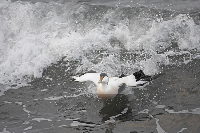 Common Eider adult male swimming; Eider volwassen man zwemmend stock-image by Agami/Jari Peltomäki,