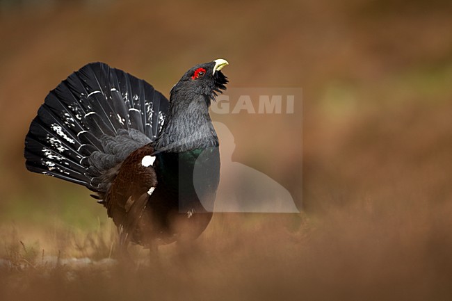 Baltsend mannetje Auerhoen; Male Western Capercaillie in display stock-image by Agami/Danny Green,