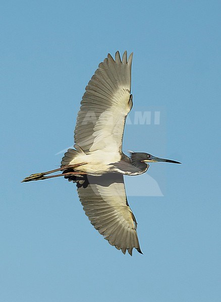 Adult breeding Tricolored Heron (Egretta tricolor)
Galveston Co., Texas, USA stock-image by Agami/Brian E Small,