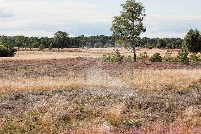 Heideveld in het Staatsbos; heathland at Staatsbos stock-image by Agami/Theo Douma,