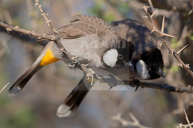 White-eared Bulbul, Couple perched on a branch, Khatmat Milalah, Al Batinah, Oman (Pycnonotus  leucotis) stock-image by Agami/Saverio Gatto,