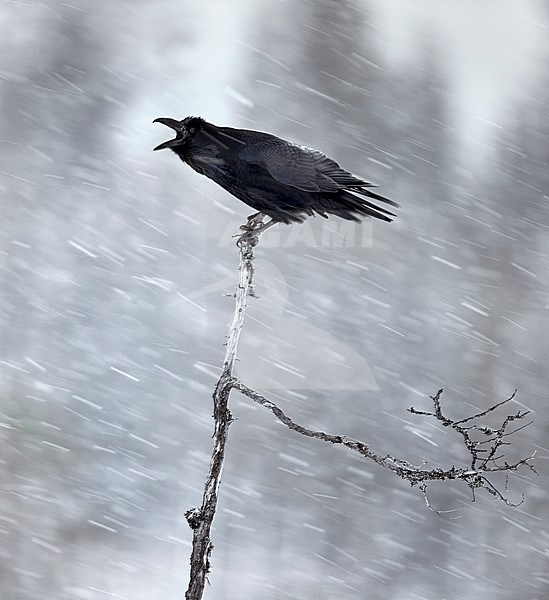 Northern Raven (Corvus corax) wintering in taiga forest in Finland. stock-image by Agami/Markus Varesvuo,