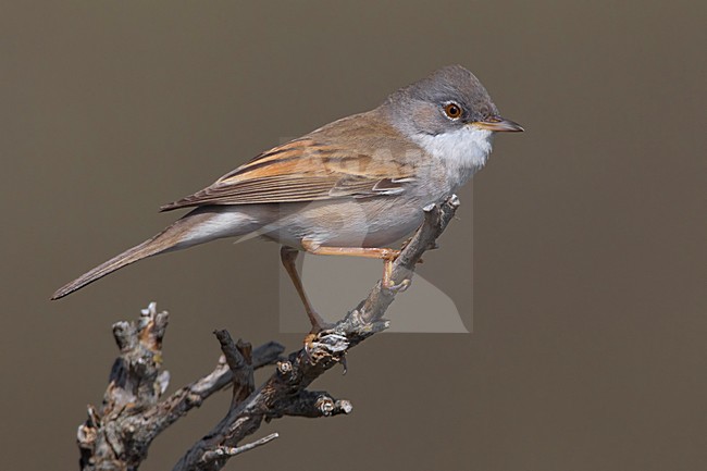 Sterpazzola; Common Whitethroat; Sylvia communis stock-image by Agami/Daniele Occhiato,