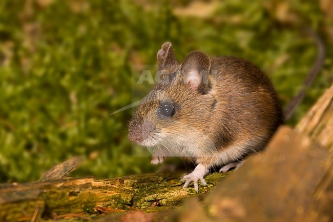 Bosmuis op een boomstronk; Wood Mouse on a tree trunc stock-image by Agami/Theo Douma,