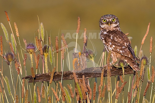 Little Owl (Athene noctua) in Italy. stock-image by Agami/Daniele Occhiato,