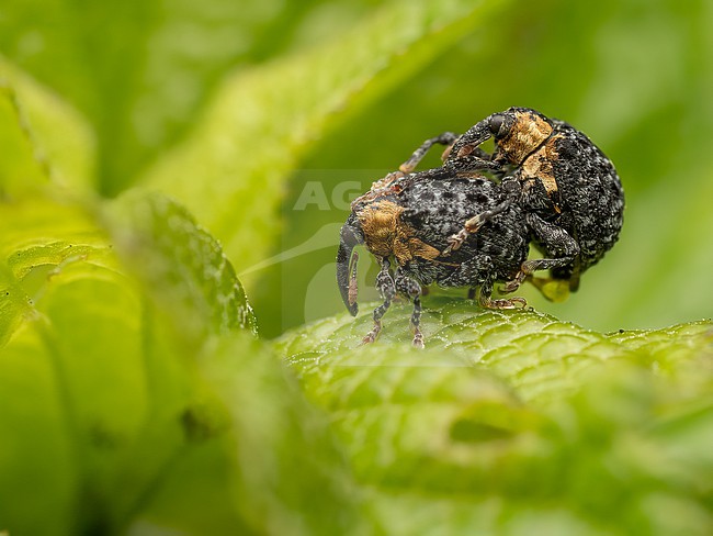 A pair of Cionus tuberculosus mating stock-image by Agami/Arnold Meijer,