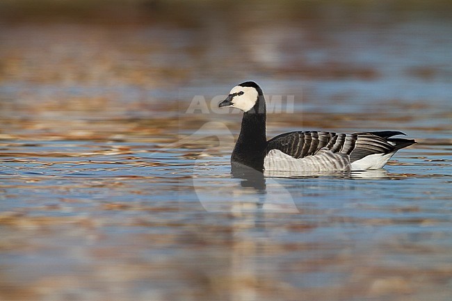 Barnacle Goose - Nonnengans - Branta leucopsis, Germany, adult stock-image by Agami/Ralph Martin,