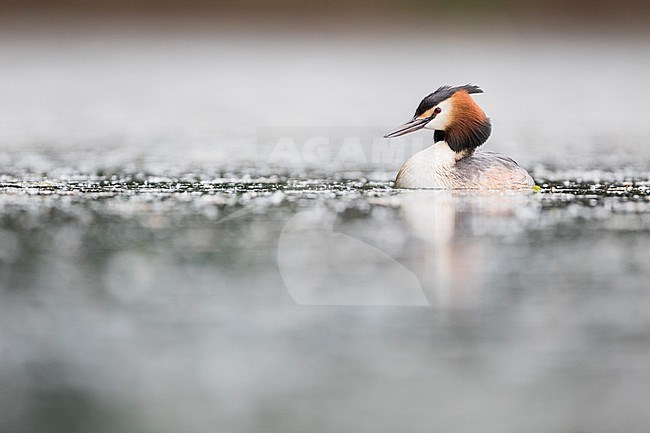 Adult Great Crested Grebe (Podiceps cristatus cristatus) swimming on a lake in Germany. stock-image by Agami/Ralph Martin,