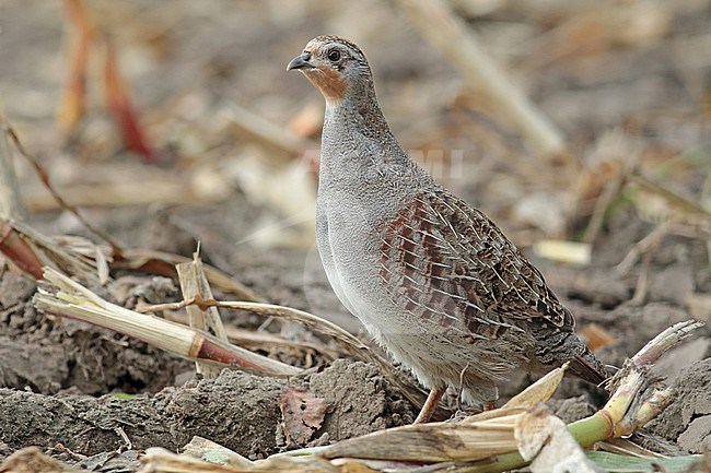 First winter grey partridge looking for food on an old cornfield stock-image by Agami/Renate Visscher,