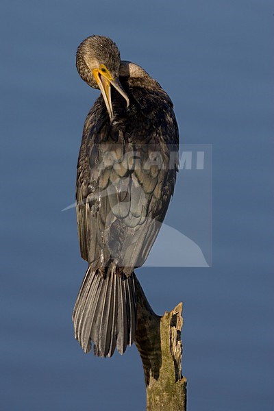Aalscholver zittend op paal; Great Cormorant perched on a pole stock-image by Agami/Daniele Occhiato,