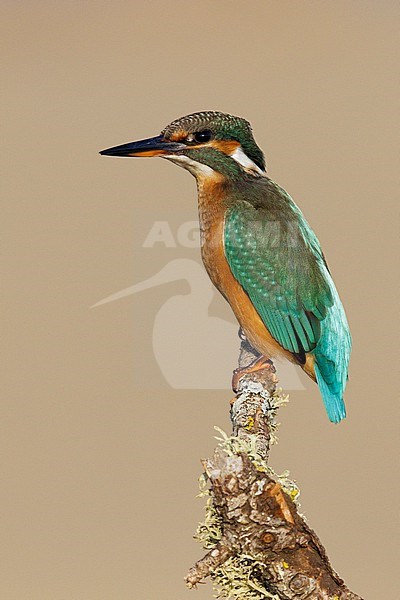 Common Kingfisher (Alcedo atthis), side view of a female perched on a branch, Campania, Italy stock-image by Agami/Saverio Gatto,