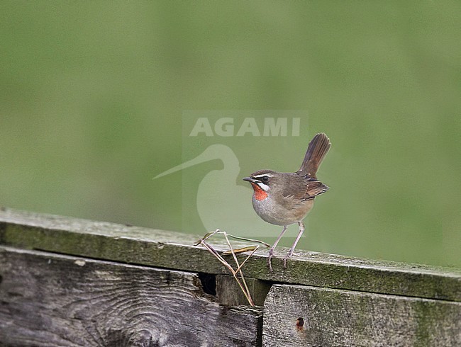 First-winter male Siberian Rubythroat (Luscinia calliope) during autumn migration on the Shetlands islands, Scotland. stock-image by Agami/Hugh Harrop,