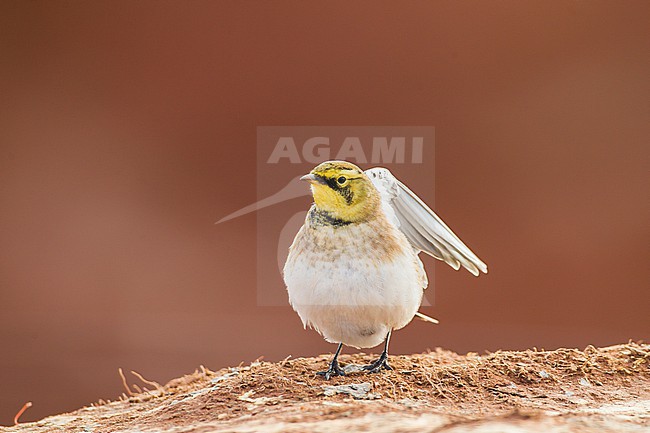 Strandleeuwerik, Shore Lark, Eremophila alpestris stock-image by Agami/Menno van Duijn,