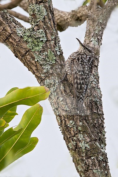 African Spotted Creeper, Salpornis salvadori, in Ghana. Clinging to a tree, looking for food. It has a strongly spotted and barred plumage. stock-image by Agami/Dubi Shapiro,