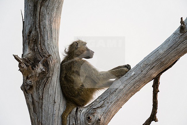 A chacma baboon, Papio ursinus, resting in a dead tree. Chobe National Park, Botswana. stock-image by Agami/Sergio Pitamitz,